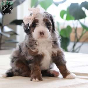 Paige, Mini Bernedoodle Puppy